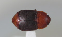 Caplothorax melanopterus