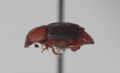 Caplothorax melanopterus