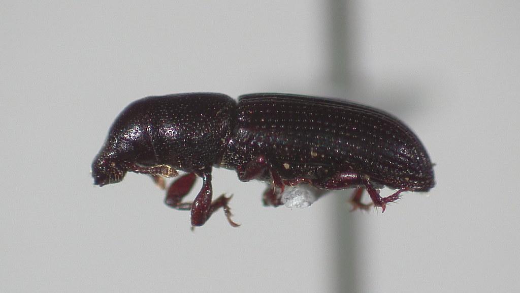 Rhyncolus macrops