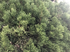 Juniperus chinensis