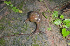 Ariophantidae