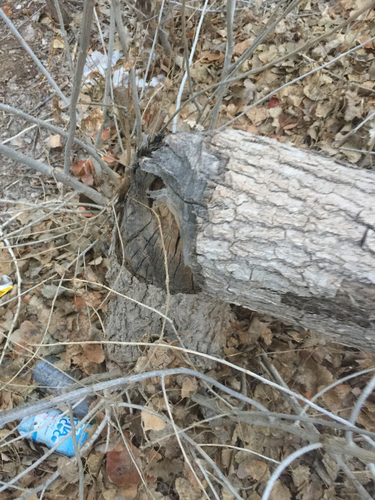 American Beaver photographed in New Mexico