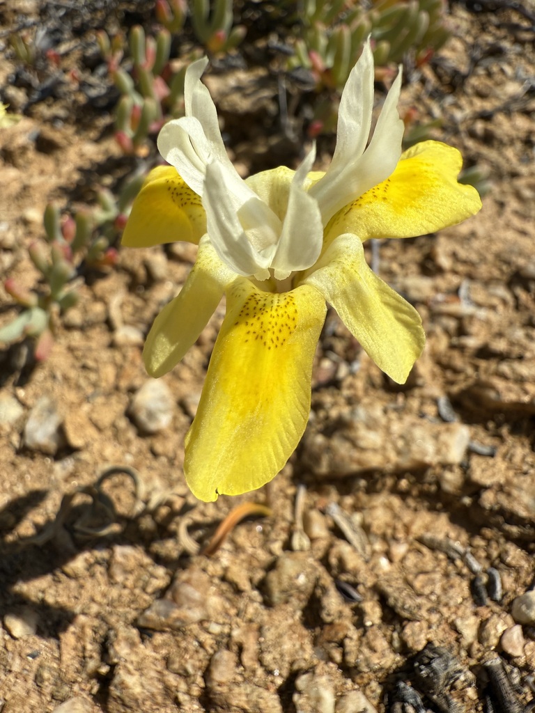 Moraea bolusii