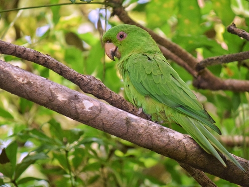 Socorro Parakeet (Psittacara brevipes), photo 7