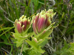 Castilleja cusickii