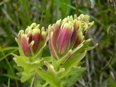 Castilleja cusickii