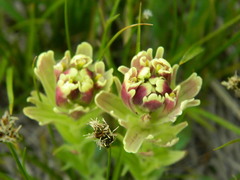 Castilleja cusickii