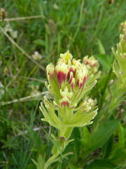 Castilleja cusickii