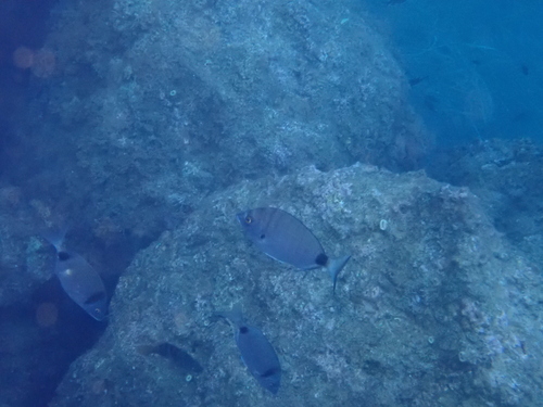 Diplodus puntazzo