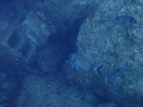 Diplodus sargus