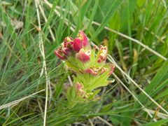 Castilleja cusickii