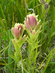 Castilleja cusickii