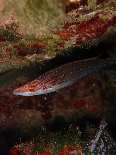 Symphodus rostratus