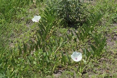 Ipomoea longifolia