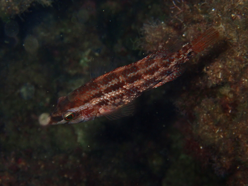 Symphodus roissali