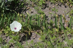 Ipomoea longifolia