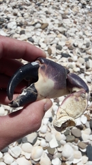 Danielethus crenulatus