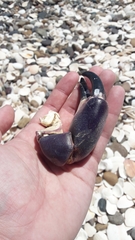 Danielethus crenulatus