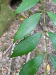Atherosperma moschatum moschatum