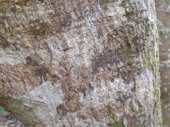 Atherosperma moschatum moschatum