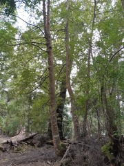 Atherosperma moschatum moschatum