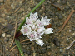 Allium tolmiei