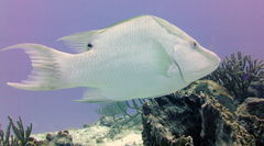 Lachnolaimus maximus