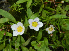 Hesperochiron pumilus