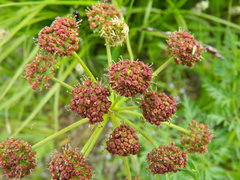 Lomatium dissectum