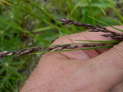 Melica spectabilis