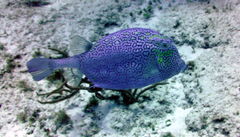 Acanthostracion polygonium