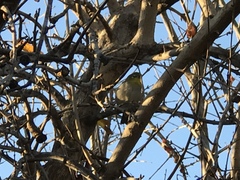 Zosterops simplex