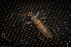 Didymocantha obliqua