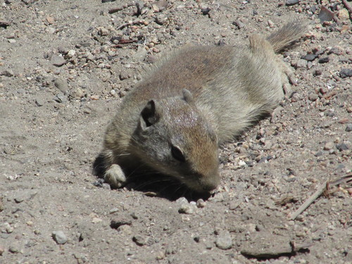 Urocitellus beldingi