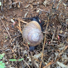 Xerarionta intercisa