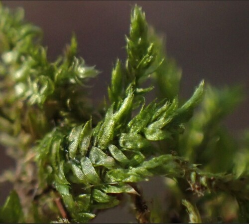 Taxiphyllum wissgrillii, 2025-11-23