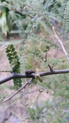 Cermatulus nasalis nasalis