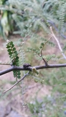 Cermatulus nasalis nasalis