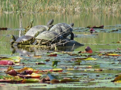 Trachemys venusta iversoni