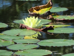 Nymphaea mexicana