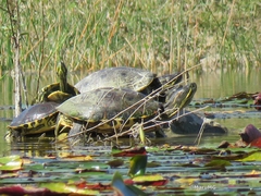 Trachemys venusta iversoni