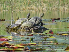 Trachemys venusta iversoni