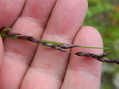 Melica spectabilis