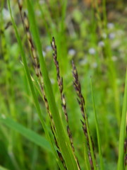 Melica spectabilis