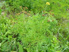 Lomatium dissectum