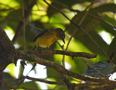 Hemitriccus striaticollis