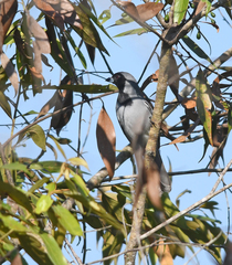 Schistochlamys melanopis