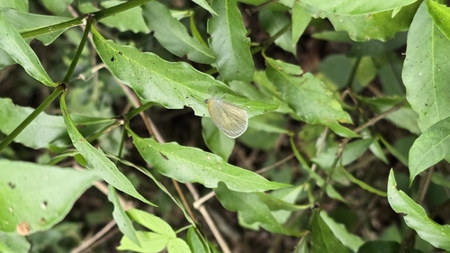 Barred Yellow (Eurema daira)