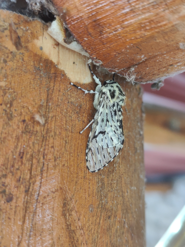 Oculicattus uturunku
