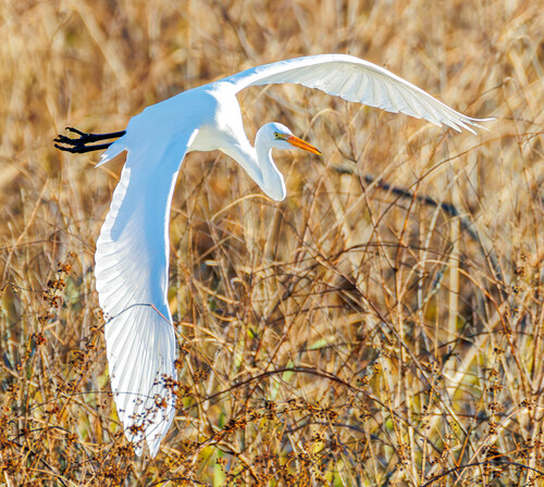 Great Egret photographed in Virginia